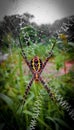 wild animals, spiders of predatory animal species by installing traps with cobwebs Royalty Free Stock Photo