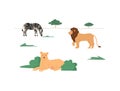 Wild animals in their habitat - zebra, lion and lioness in african safari or savanna, flat vector illustration on white. Royalty Free Stock Photo