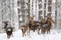Wild animals in their natural habitat. Deer family in deep snow at winter forest Royalty Free Stock Photo