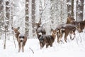 Wild Animals In Their Natural Habitat. Spotted Cervus Deer Family In Deep Snow In Winter Forest