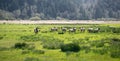 wild animals in wildlife. flora and fauna. deer in nature. farm concept. herd of deer on green grass