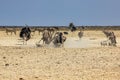 Etosha National Park