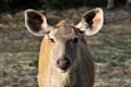 Wild antelope Royalty Free Stock Photo