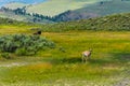 Wild life in Yellowstone Royalty Free Stock Photo