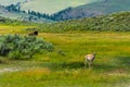 Wild life in Yellowstone Royalty Free Stock Photo