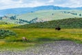 Wild life in Yellowstone Royalty Free Stock Photo