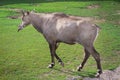 Wild antelope donkey horse walking in zoo aviary yard on green grass