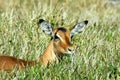 Wild antelope in grass Royalty Free Stock Photo