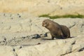 Antipodean fur seal Royalty Free Stock Photo