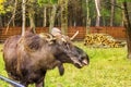 Wild Antlered bull elk during rutting season
