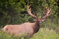 Wild Antlered bull Elk or Wapiti & x28;Cervus canadensis& x29; grazing, crossing the road in Banff National Park Alberta Canada