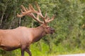 Wild Antlered bull Elk or Wapiti & x28;Cervus canadensis& x29; grazing, crossing the road in Banff National Park Alberta Canada Royalty Free Stock Photo