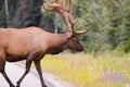 Wild Antlered bull Elk or Wapiti & x28;Cervus canadensis& x29; grazing, crossing the road in Banff National Park Alberta Canada