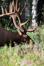 Wild Antlered bull Elk or Wapiti (Cervus canadensis) grazing Banff National Park Alberta Canada