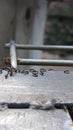 Wild ants grouping to find way to escape