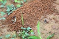 Wild ants and it`s hard work to Survive