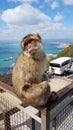 Wild Ape in Gibraltar