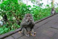 Wild ape monkey is eating Royalty Free Stock Photo
