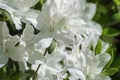 Wild Appalachian Mountain White Azalea Flower