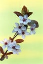 Wild apple flowers