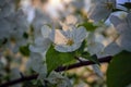 Wild apple flowers. Apple tree flowers close-up background