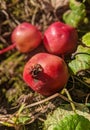 Wild apple fruits - Malus sieversii Royalty Free Stock Photo