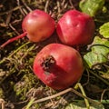 Wild apple fruits - Malus sieversii Royalty Free Stock Photo