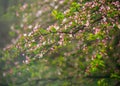 Wild apple tree blooming in spring