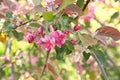 Wild Apple tree blooming in spring, bright pink flowers on the branches Royalty Free Stock Photo