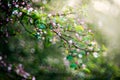 Wild apple tree blooming in spring