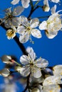 Wild apple tree blossom blooming in spring. Beautiful tender flower on sunny day. Royalty Free Stock Photo