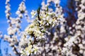 Wild apple tree blossom blooming in spring. Beautiful tender flower on sunny day. Royalty Free Stock Photo