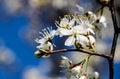 Wild apple tree blossom blooming in spring. Beautiful tender flower on sunny day. Royalty Free Stock Photo