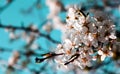 Wild apple tree blossom blooming in spring. Beautiful tender flower on sunny day. Royalty Free Stock Photo