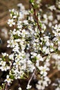 Wild apple tree blossom blooming in spring. Beautiful tender flower on sunny day. Royalty Free Stock Photo