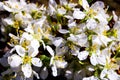 Wild apple tree blossom blooming in spring. Beautiful tender flower on sunny day. Royalty Free Stock Photo