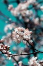 Wild apple tree blossom blooming in spring. Beautiful tender flower on sunny day. Royalty Free Stock Photo