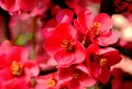 Chinese quince or flowering quince shrub. red and pink blossom macro. early spring bloom Royalty Free Stock Photo