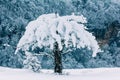 Wild apple tree covered with snow on a mountain slope in the background of the winter forest closeup Royalty Free Stock Photo