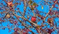 A wild apple tree and a hawthorn against the background of an almost \