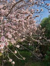 Wild apple tree intense blossoming on the heights of Tenerife, Canary Islands