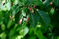 Wild apple tree in summer