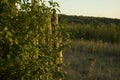 A wild apple tree with a wooden fence behind against the background of a deciduous summer forest and bushes at sunset Royalty Free Stock Photo