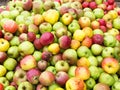 Wild apples Royalty Free Stock Photo