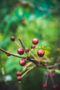 Wild apples crab apples on the tree Royalty Free Stock Photo