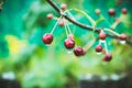 Wild apples crab apples on the tree Royalty Free Stock Photo