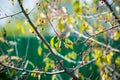 Wild apples crab apples on the tree Royalty Free Stock Photo