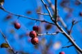 Wild apples crab apples on the tree Royalty Free Stock Photo