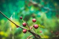 Wild apples crab apples on the tree Royalty Free Stock Photo