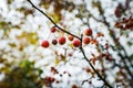 Wild apples crab apples on the tree Royalty Free Stock Photo